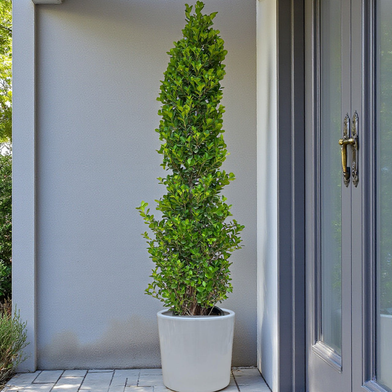 Ficus Panda Cone - Ficus Diversifolia
