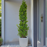 Ficus Panda Cone - Ficus Diversifolia