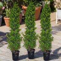 Ficus Cone x3 - Topiary Pyramid Trio 1.6-2m