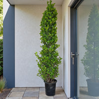 Ficus Panda Cone - Ficus Diversifolia