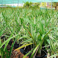 Dianella tasmanica ‘Variegata’ – Tasman Flax Lily
