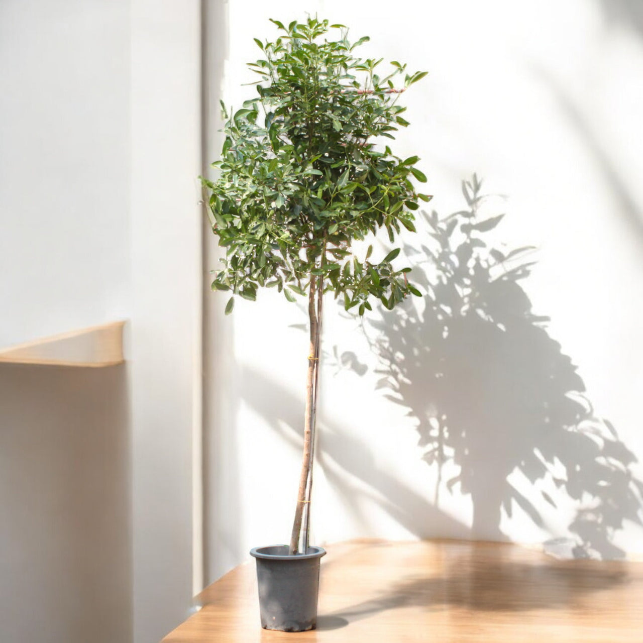 Tabocia Rocia Tree Tabebuia Rosea-Rosy Trumpet Tree | Outdoor trees Dubai |Classicflowers ...