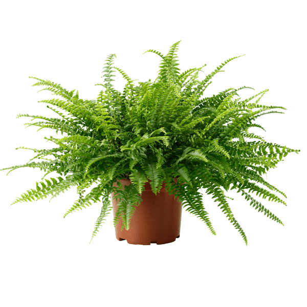 Nephrolepis Fern – Boston Fern