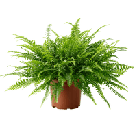 Nephrolepis Fern – Boston Fern