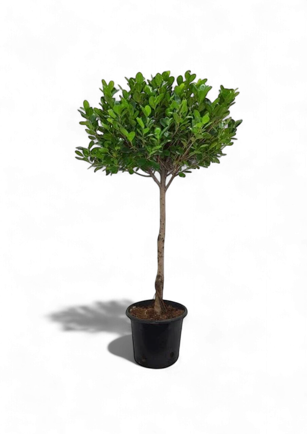 Ficus Panda Single Head