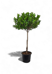 Ficus Panda Single Head