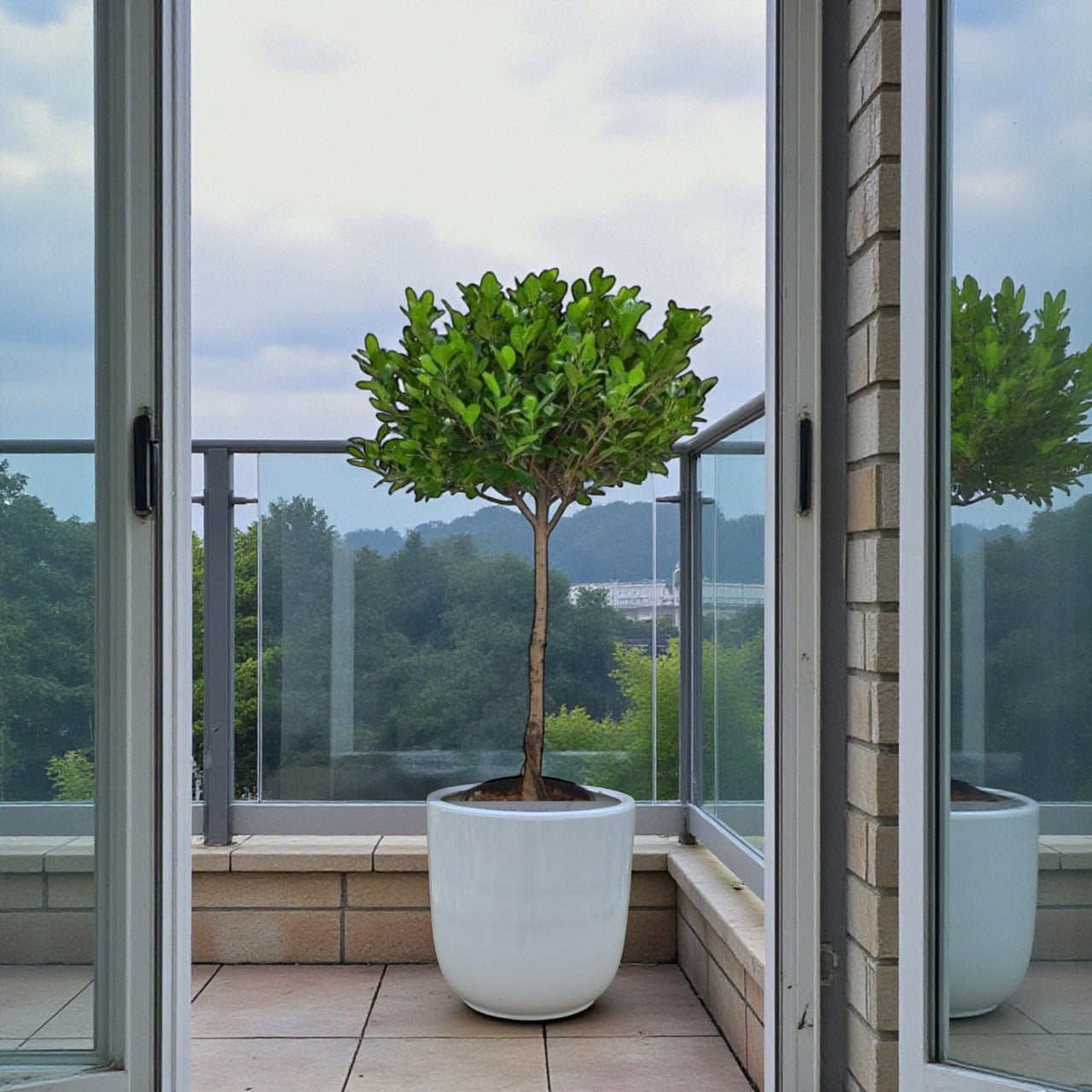 Ficus Panda Single Head