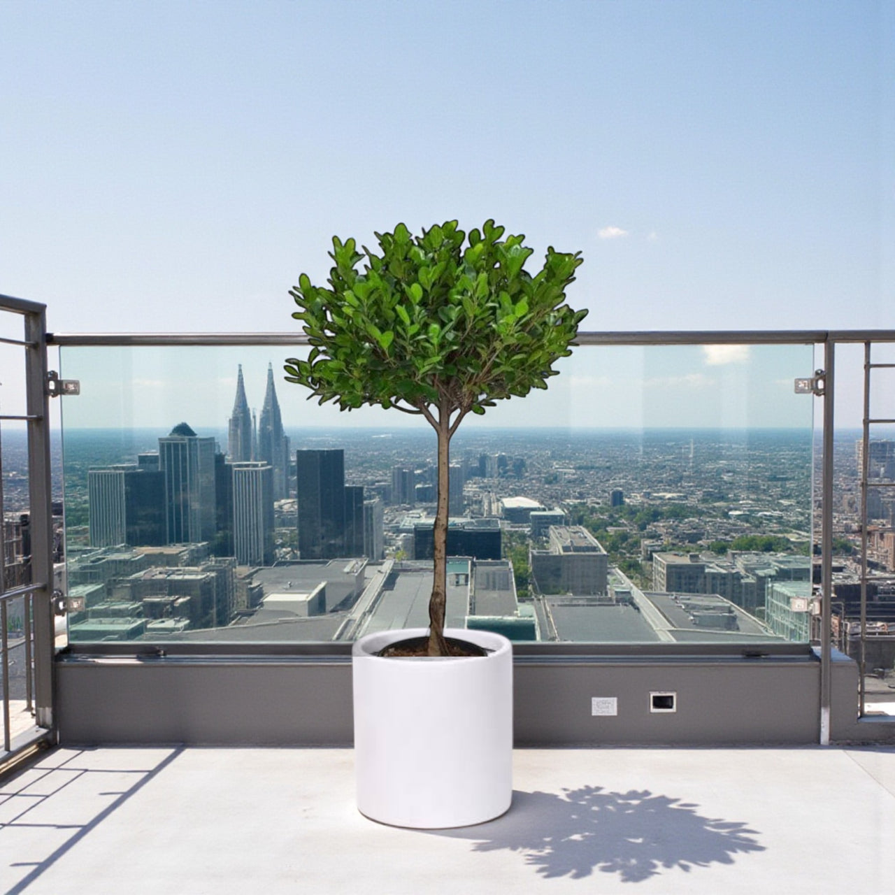 Ficus Panda Single Head