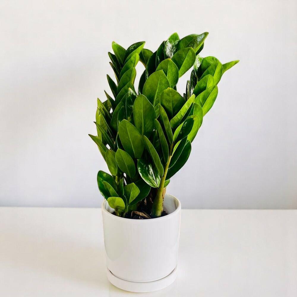 Zamioculcas Plant (ZZ Plant, Aroid Palm, Arum Fern)