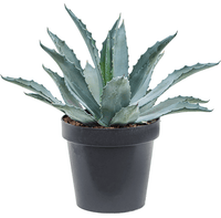 Agave Americana plant, Century Plant, Maguey plant, American aloe plant