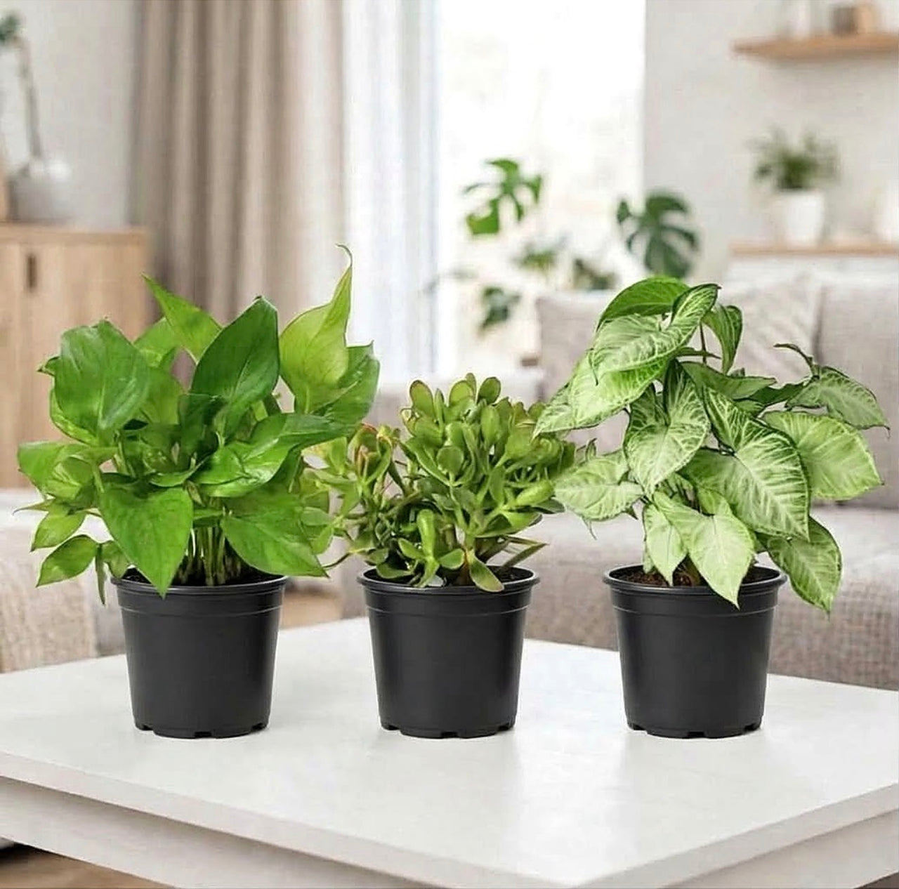 Mini Desk Jungle Trio | 3-in-1 Easy Care Bundle | Money Plant-Jade Plant-Syngonium | 25-30cm