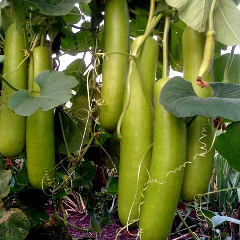 Bottle Gourd Plant | Lauki / Opo Squash