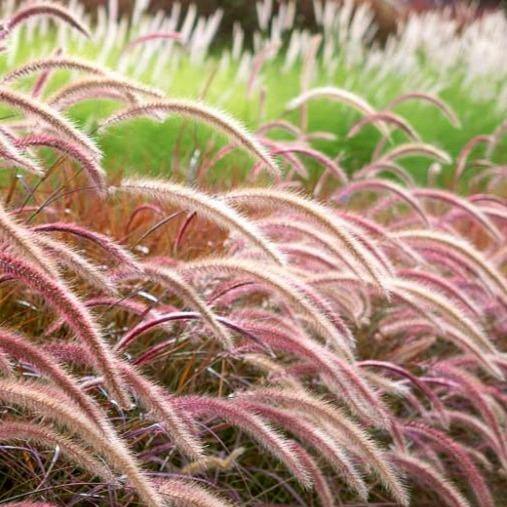 Pennisetum Rubrum – Purple Fountain Grass – African Fountain Grass