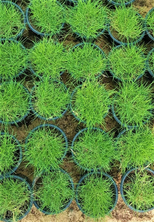 Zoysia Japonica – Korean Lawn Grass