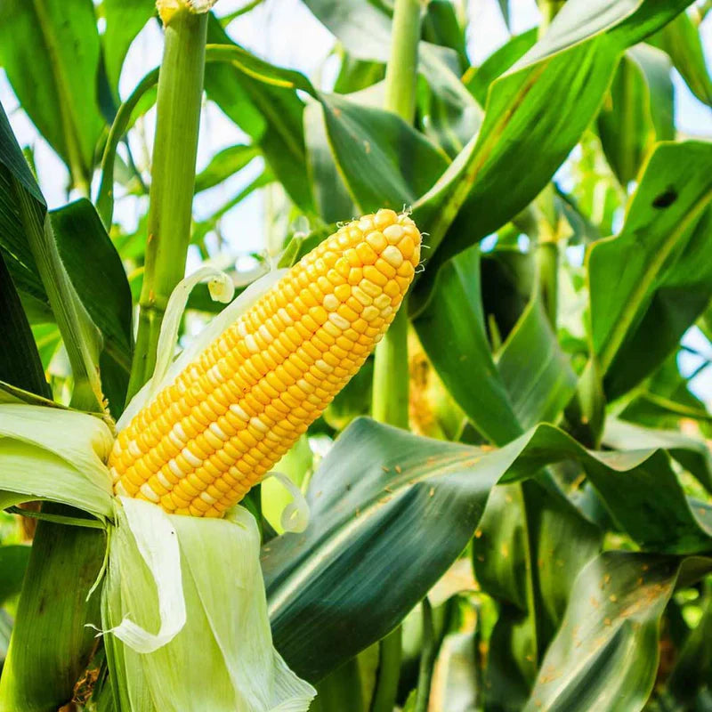 Sweetcorn Plant - Maize