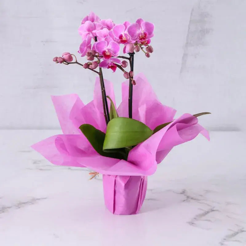 Purple Charm, 2 Stem Mini Orchid, Elegant Wrapping, Mini Phalaenopsis Orchid Plant, Buy Purple charm Online