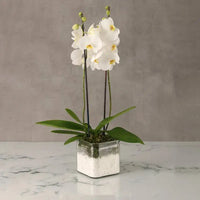 White Orchid Duo, Double Stem Phalaenopsis Orchid, Square Glass Vase