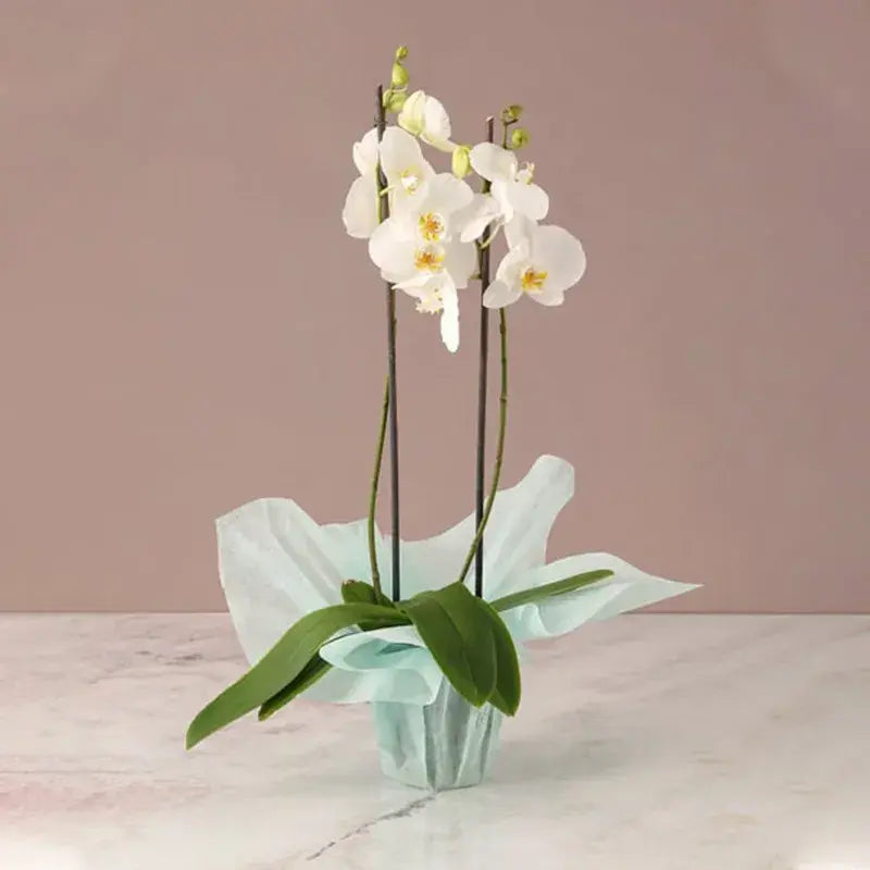 Serene Beauty, 2 Stem White Orchid, Green Wrap, Phalaenopsis Orchid Plant, Buy Serene Beauty Online