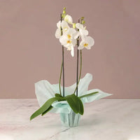 Serene Beauty, 2 Stem White Orchid, Green Wrap, Phalaenopsis Orchid Plant, Buy Serene Beauty Online