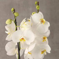 2 Stem White Orchid in Green Wrap