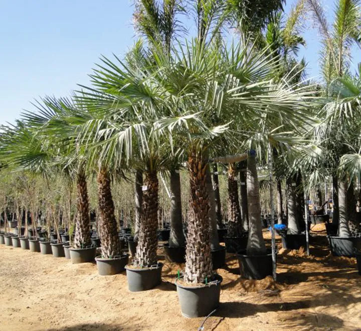 Copernicia prunifera – Wax Palm (Caranday Palm)