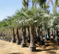 Copernicia prunifera – Wax Palm (Caranday Palm)