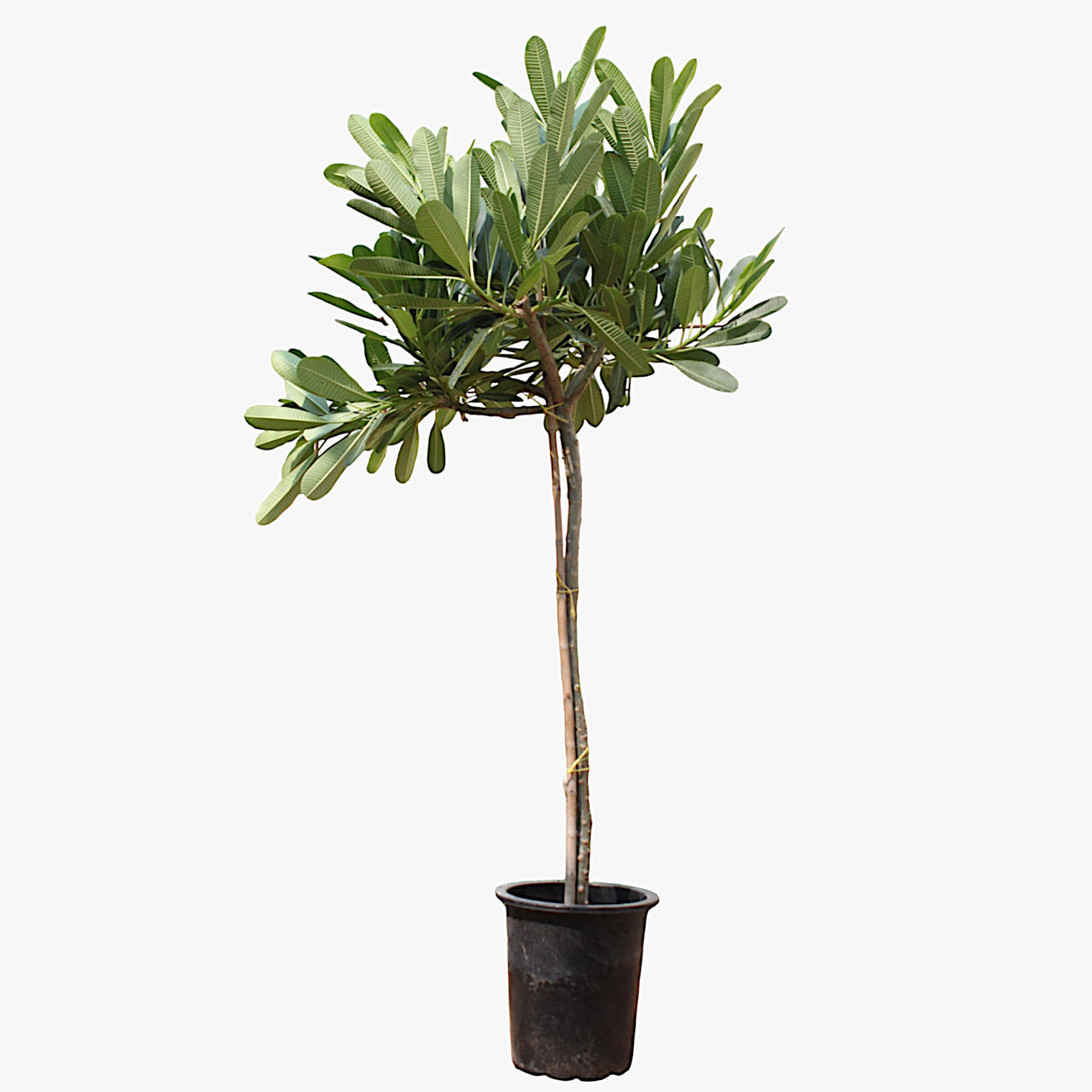 Plumeria Obtusa - Frangipani