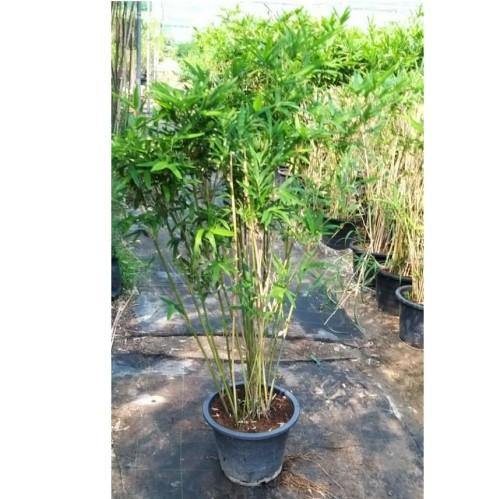 Bambusa Multiplex – Chinese Dwarf Bamboo