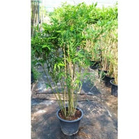 Bambusa Multiplex – Chinese Dwarf Bamboo