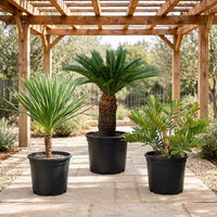 Tropical Outdoor Cycad Collection | Yucca + Sago Palm + Zamia