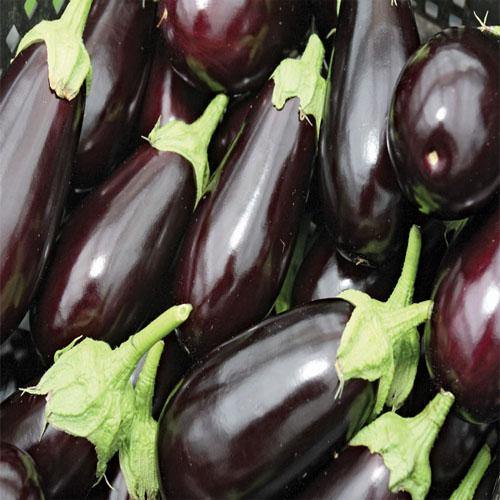 Eggplant / Brinjal (الباذنجان)