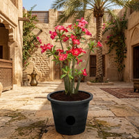 Adenium Obesum - Desert Rose