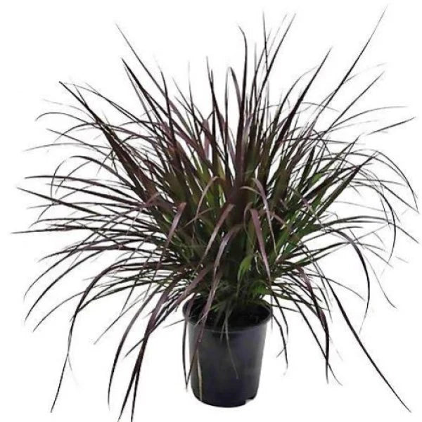 Pennisetum Rubrum – Purple Fountain Grass – African Fountain Grass