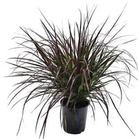Pennisetum Rubrum – Purple Fountain Grass – African Fountain Grass