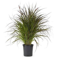 Pennisetum Rubrum – Purple Fountain Grass – African Fountain Grass