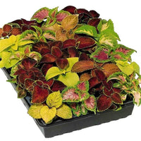 Coleus Mix Color Plants
