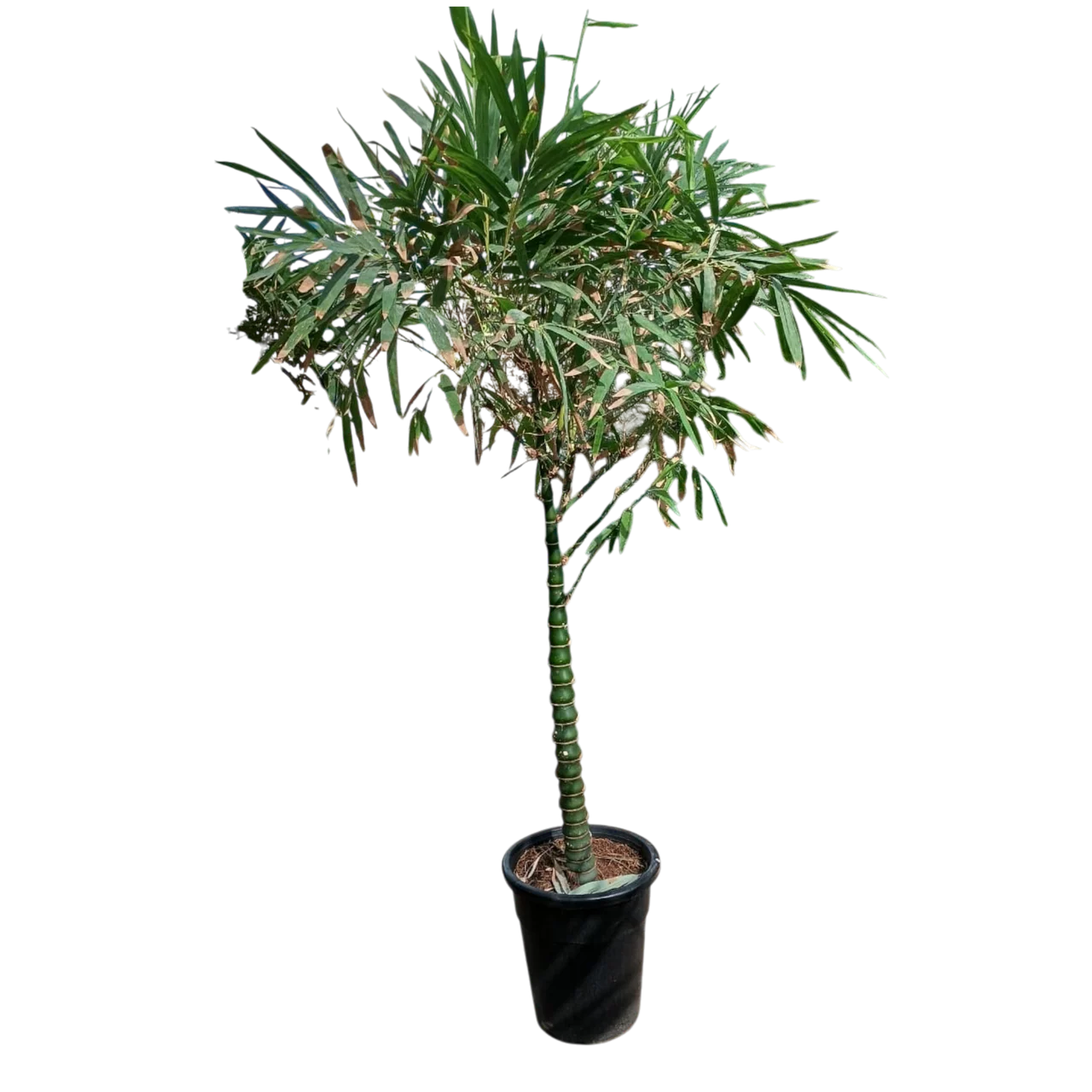 Bambusa vulgaris – Common Bamboo