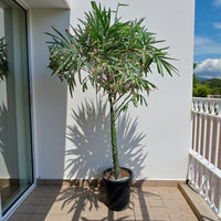 Bambusa vulgaris – Common Bamboo