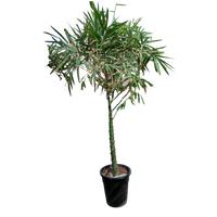 Bambusa vulgaris – Common Bamboo