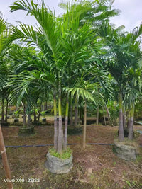 Veitchia merrillii – Manila Palm (Christmas Palm)