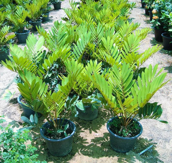 Cardboard Palm – Zamia Furfuracea 50 - 60cm