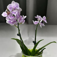 Mini Phalaenopsis arrangement in Vase