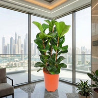 Ficus Lyrata – Fiddle Leaf Fig – Fig Tree