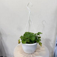 Strawberry Plants – Sweet & Juicy Homegrown Delight