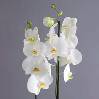 White Orchid Duo in Glass Vase