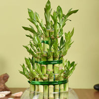3 Layer Lucky Bamboo Plant In Galss Vase