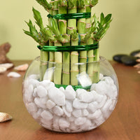 3 Layer Lucky Bamboo Plant In Galss Vase