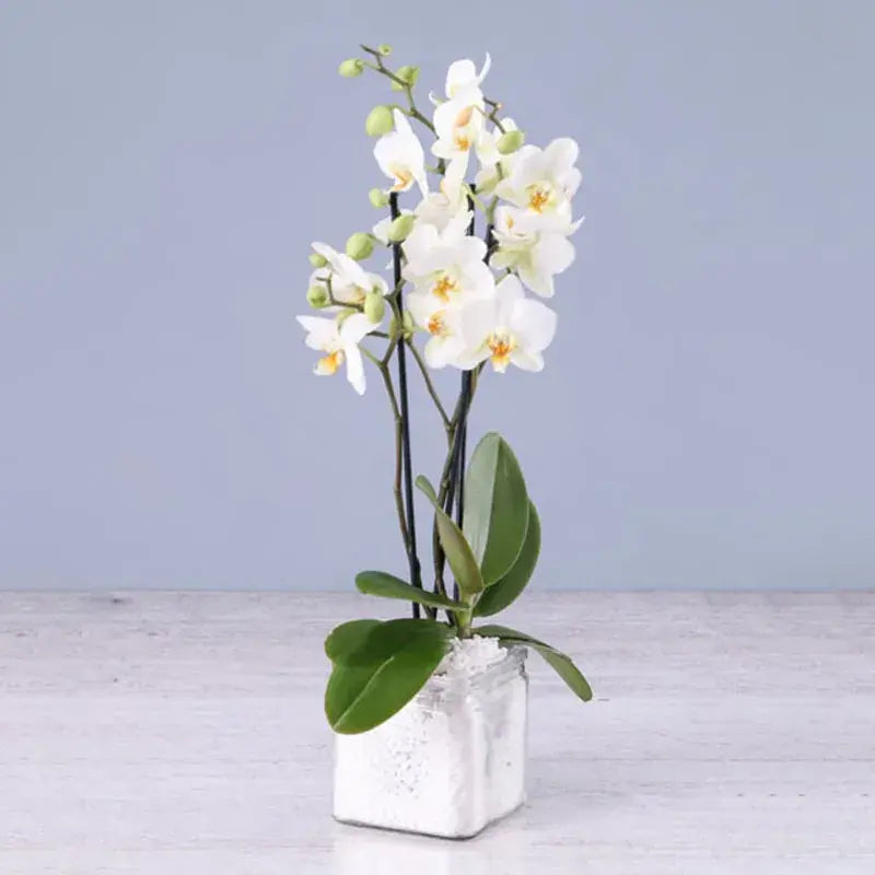Twin Stem White Orchid, Square Vase, Phalaenopsis Orchid Plant, Elegant Home Decor Accent,Buy Twin Stem White Orchid Online