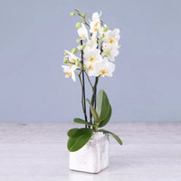 Twin Stem White Orchid, Square Vase, Phalaenopsis Orchid Plant, Elegant Home Decor Accent,Buy Twin Stem White Orchid Online