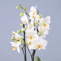 Two Stem White Orchid Plant in Square Vase